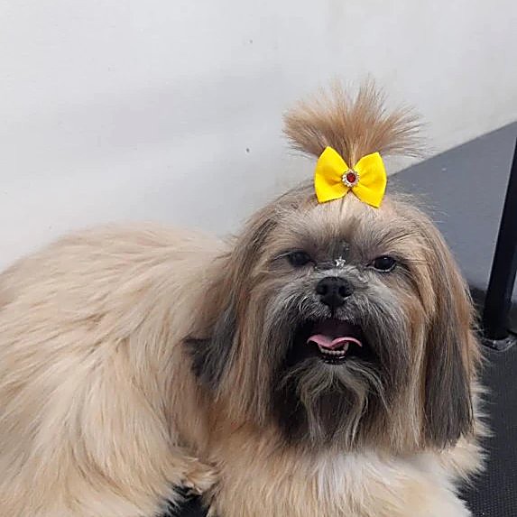 Pet tosado com carinho na Pet House Sacomã